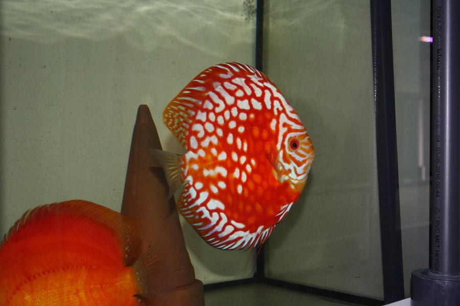 Discus Red Map / Pigeon 10-12 cm