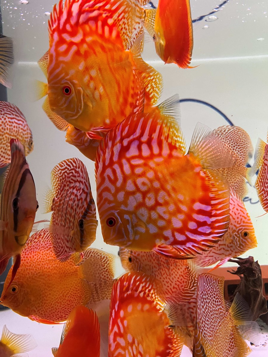 Discus Red Map / Pigeon 10-12 cm