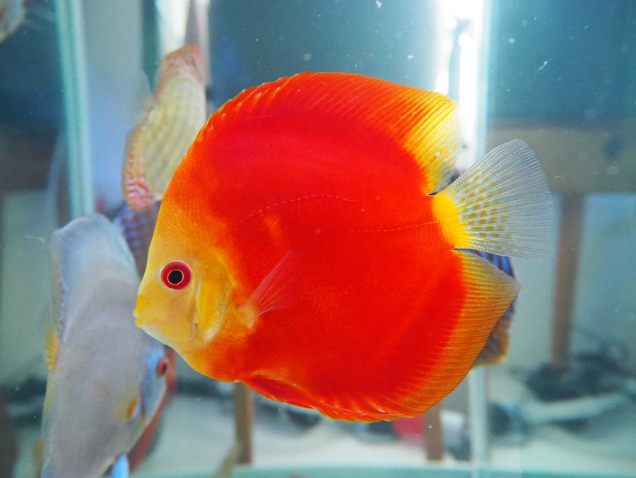 Discus Red Melon 10-12 cm