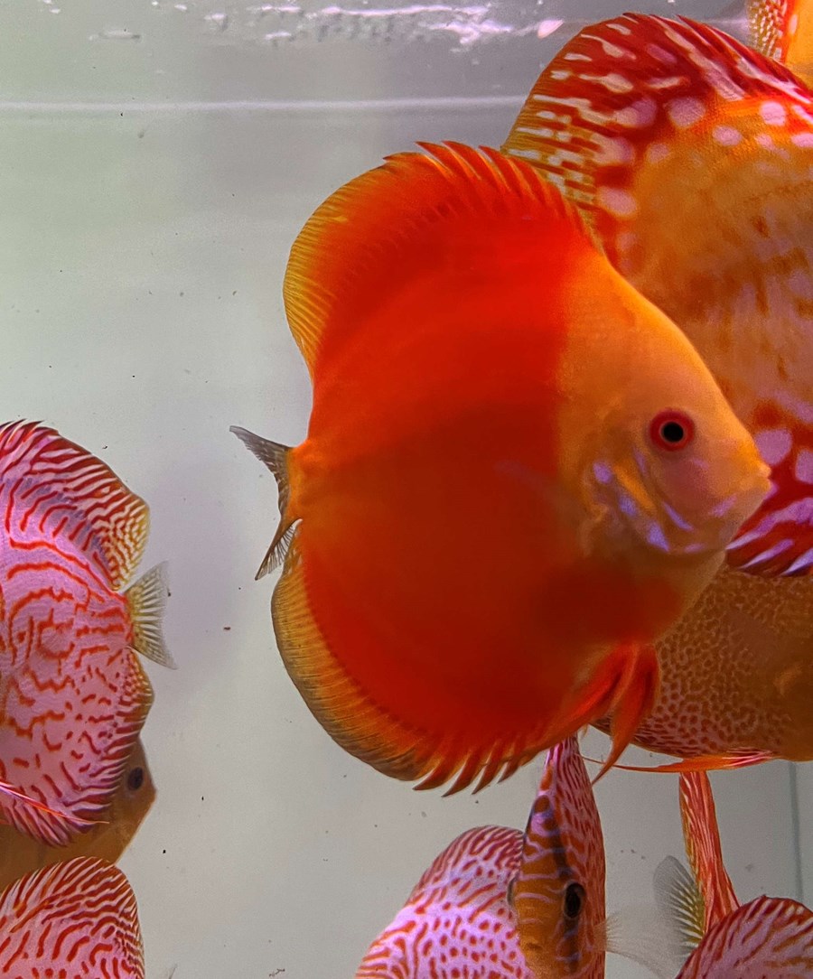Discus Red Melon 10-12 cm