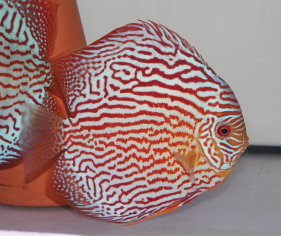 Discus Red Turquoise 8-10 cm