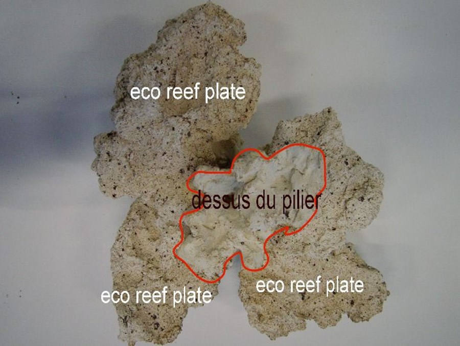 Reef plates le  KG (0523)