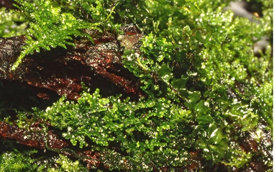 Riccardia chaedryfolia - en portion