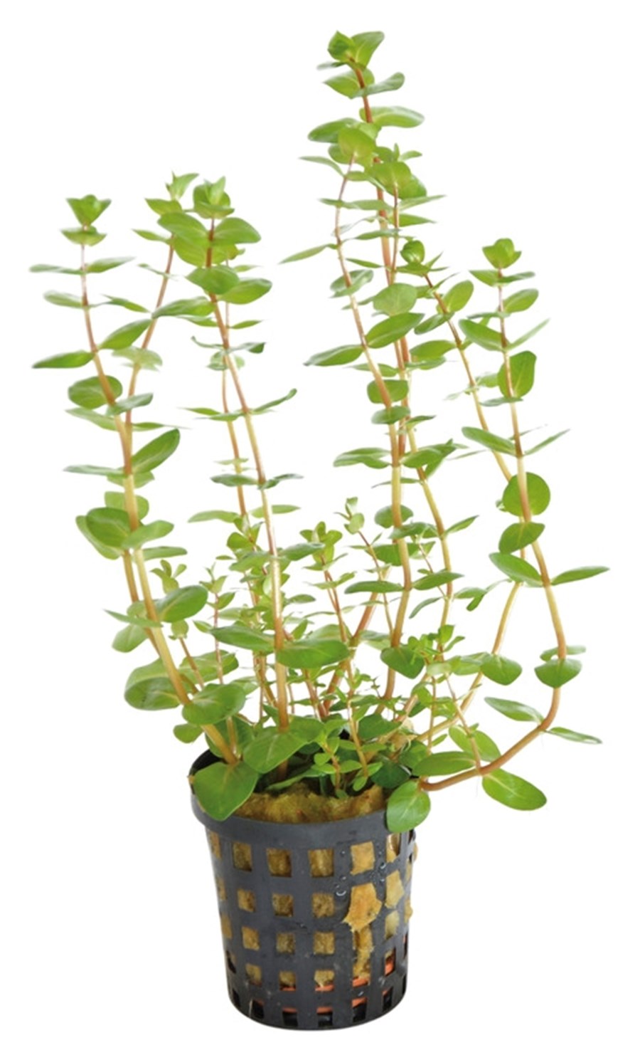 ROTALA MACRANDRA VERT 5 CM EN POT