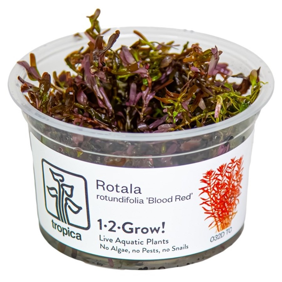 Rotala rotundifolia 'Blood red' 1-2 Grow!