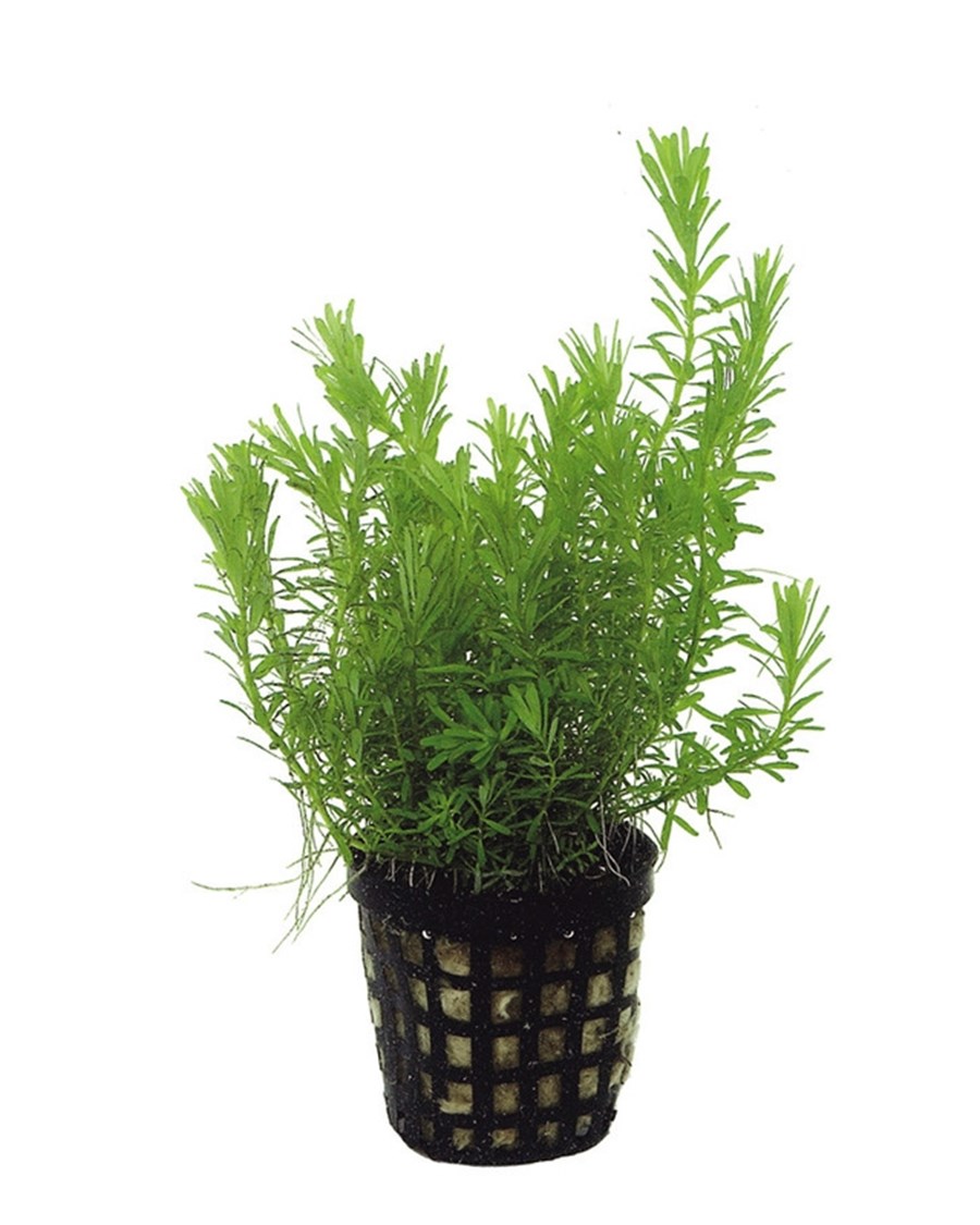 ROTALA WALLICHII 5 CM EN POT