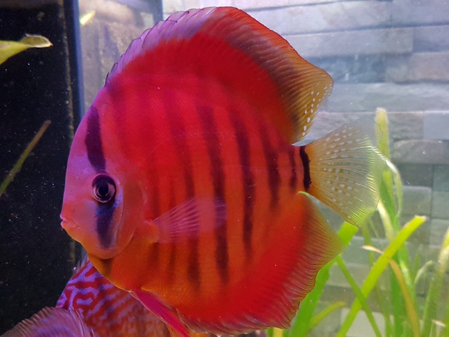 Discus San Merah 6-8 cm