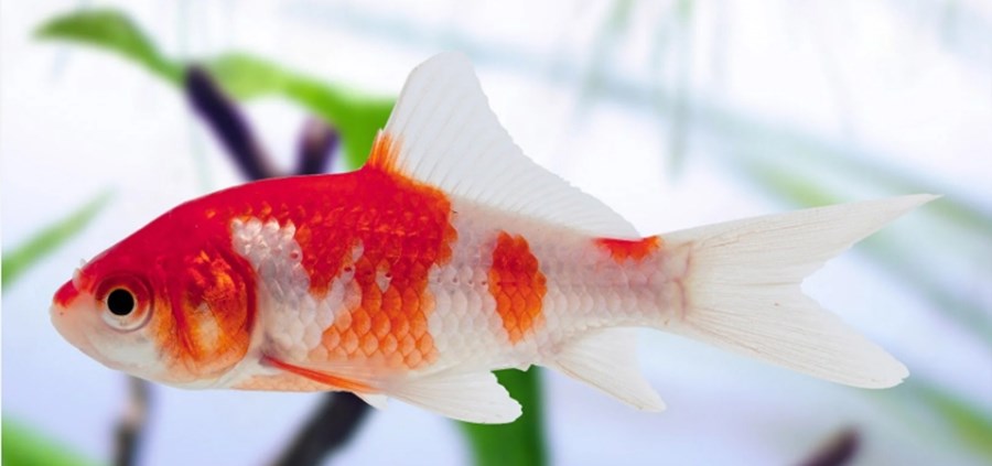SARASA 4-6 CM