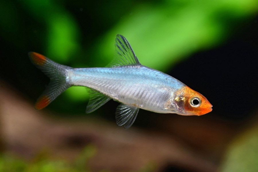 SAWBWA RESPLENDENS 2-2,5CM