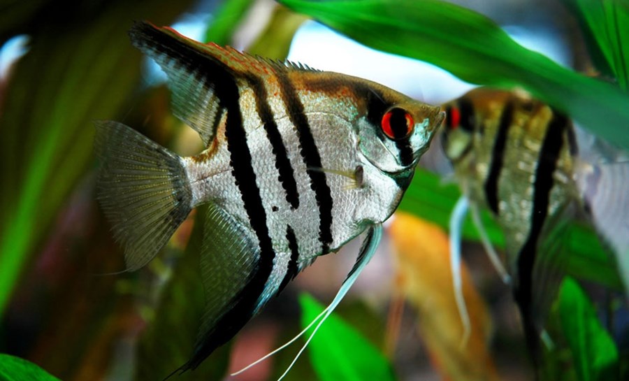 SCALAIRE (PTEROPHYLLUM SC.) ZEBRE S