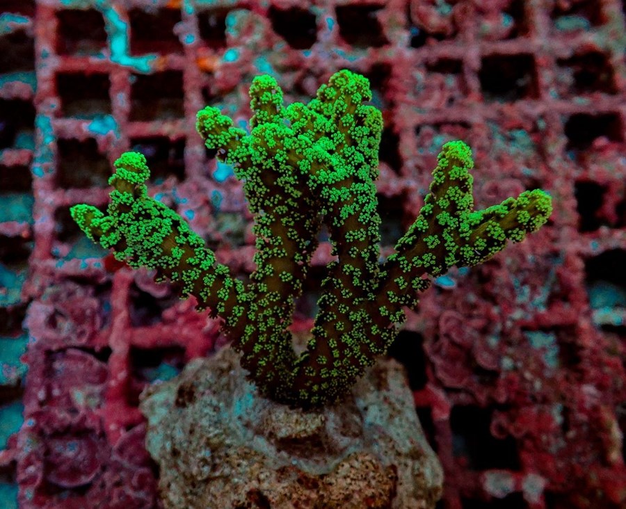 Seriatopora caliendrum (Green) (frag)