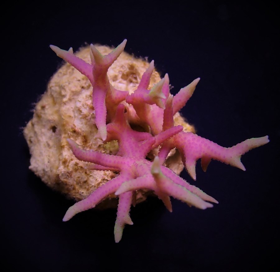 Seriatopora hystrix (Pink) (frag)