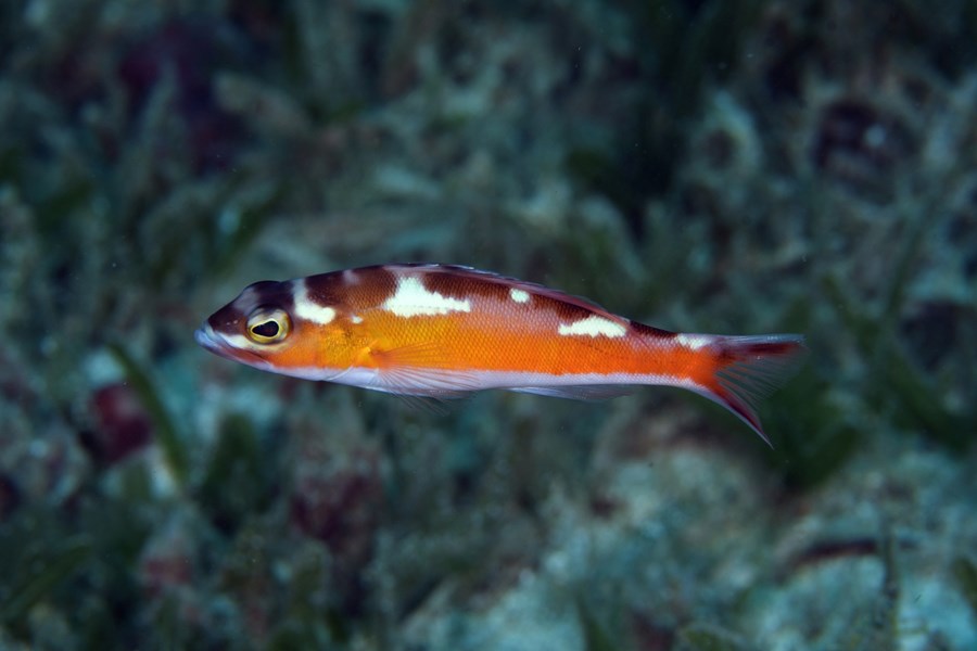 Serranus tabacarius (small)