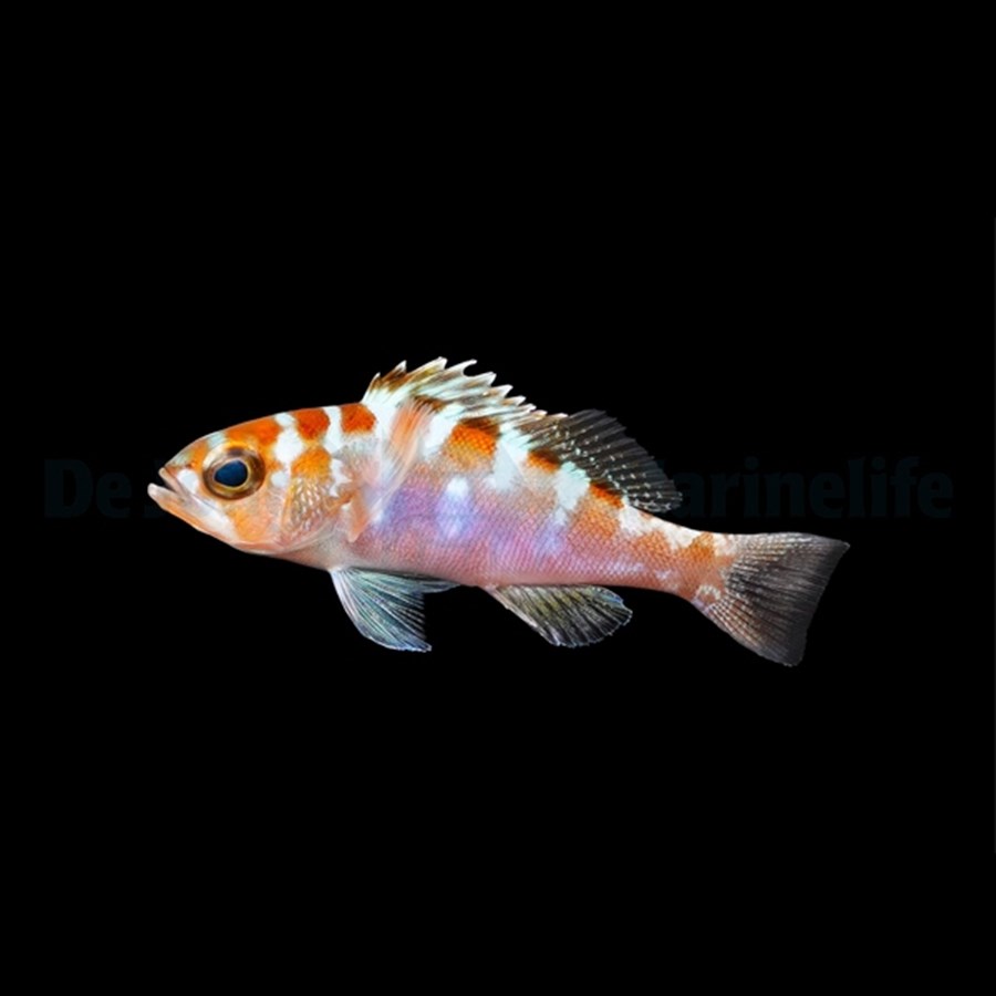 Serranus tortugarum (small) élevage