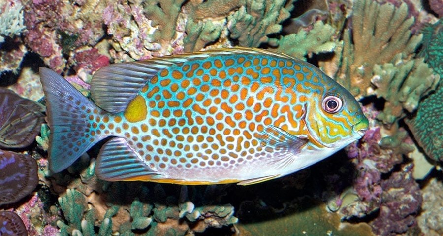 Siganus guttatus (small)