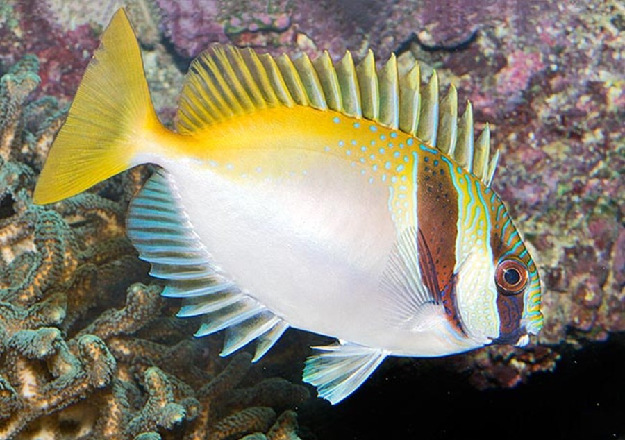 Siganus virgatus (small)