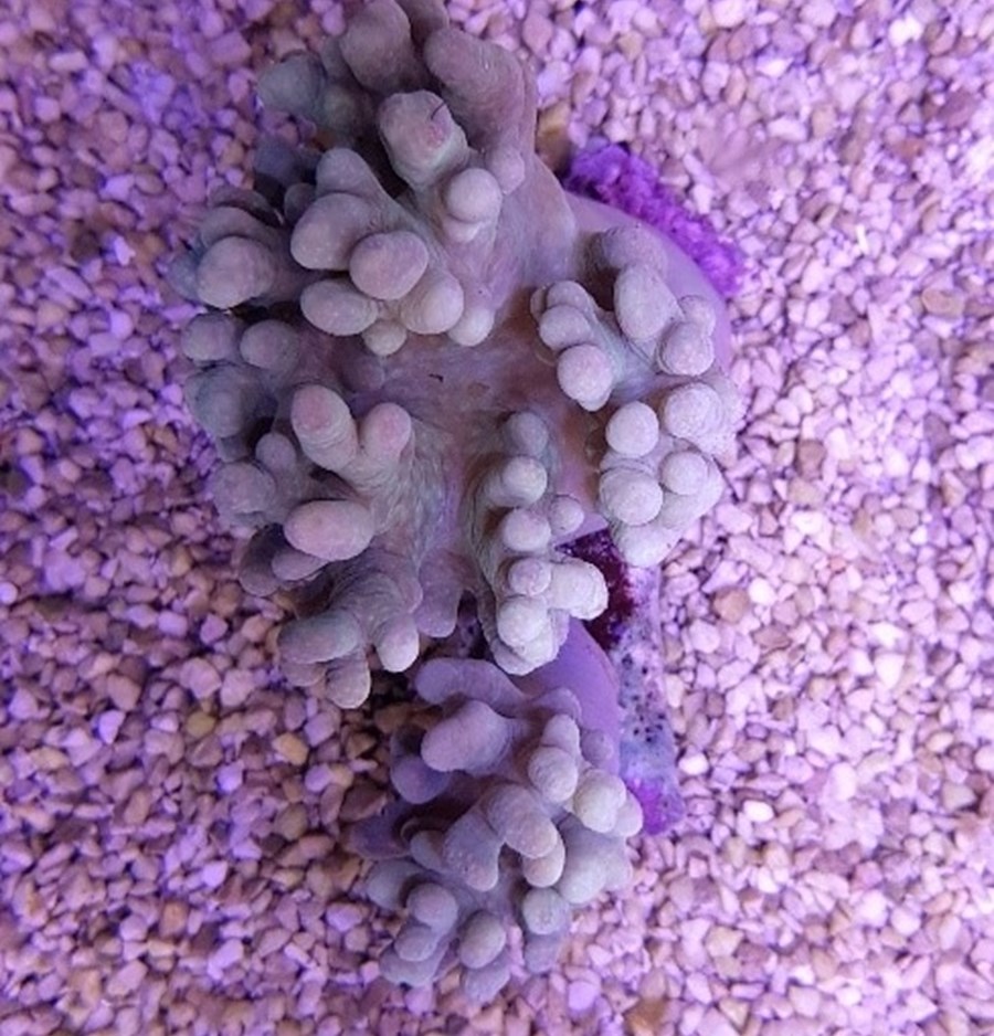 Sinularia spp. (frag)