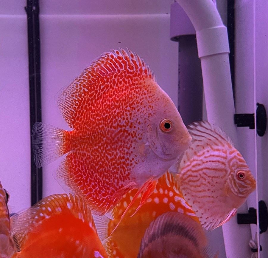 Discus Snow Eruption 6-8 cm