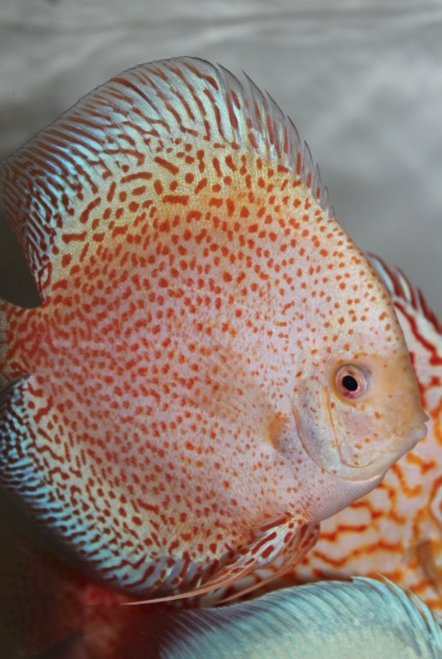 Discus Snow Eruption 6-8 cm