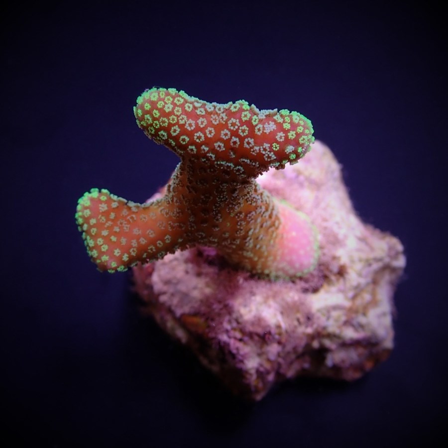 Stylophora pistillata (Green polyp) (frag)