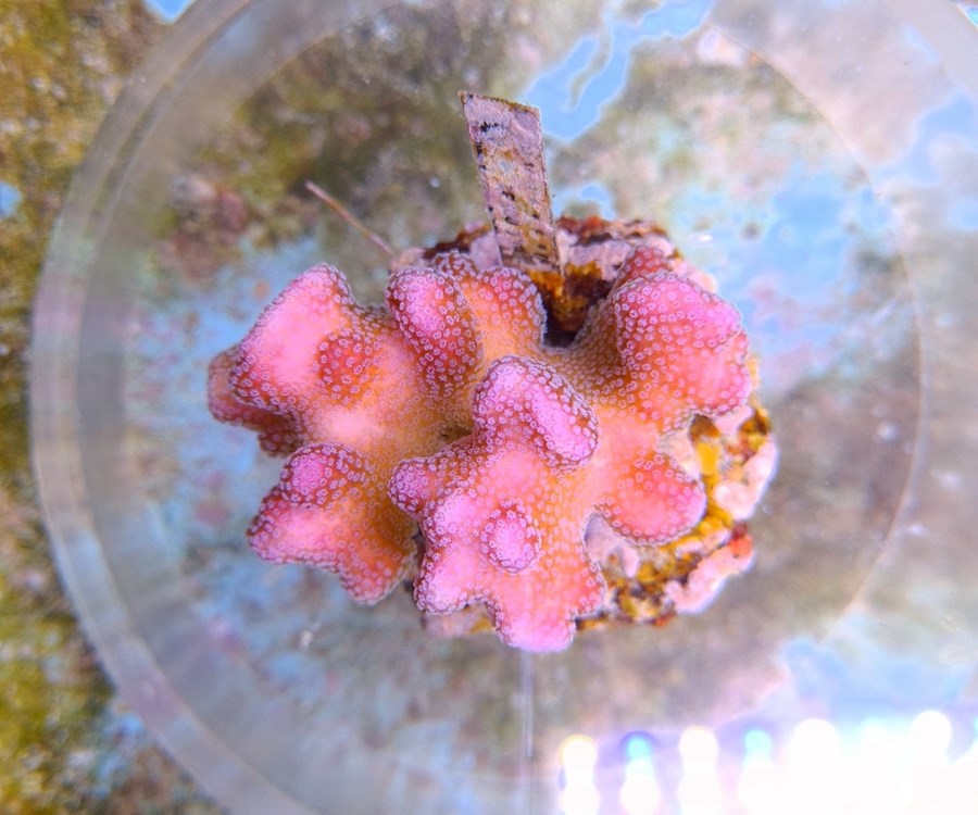 Stylophora pistillata (Pink) size M