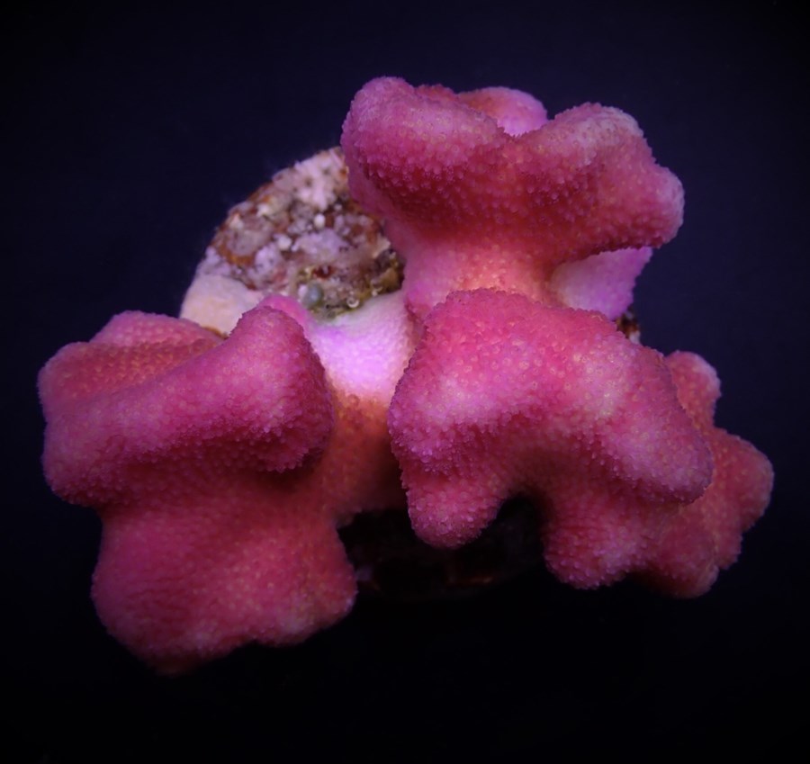 Stylophora pistillata (Pink) size M