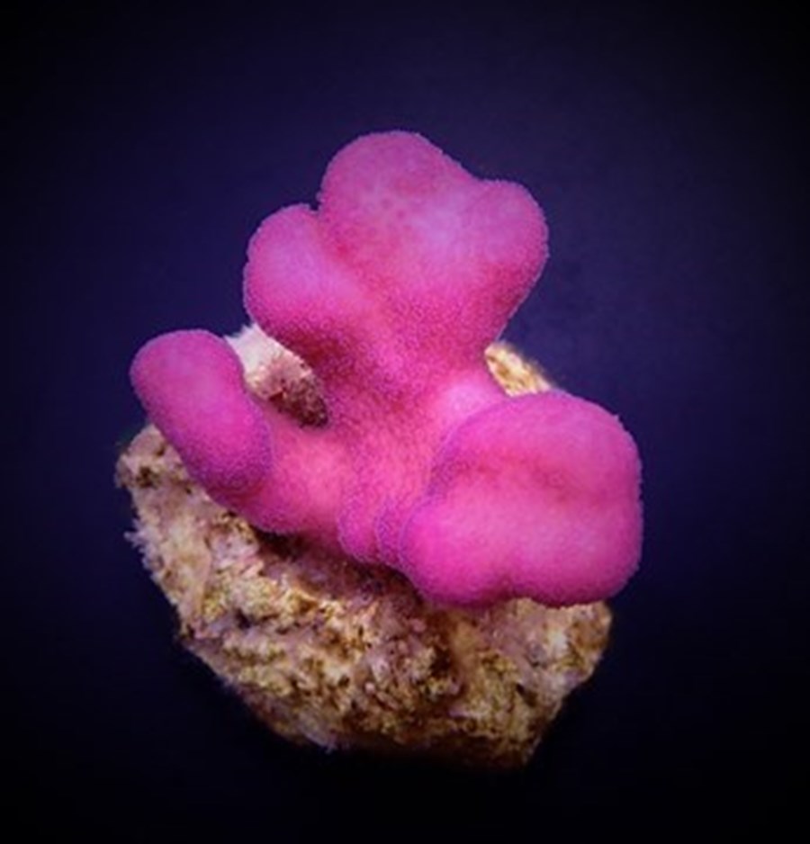 Stylophora pistillata (Pink) (Tonga) size L