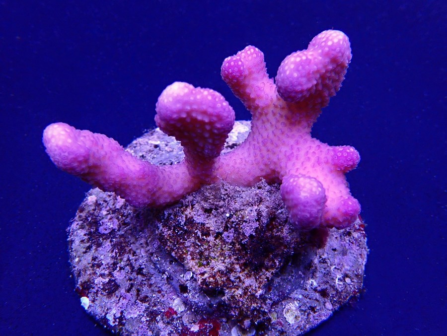 Stylophora pistillata (Pink) (Tonga) size L
