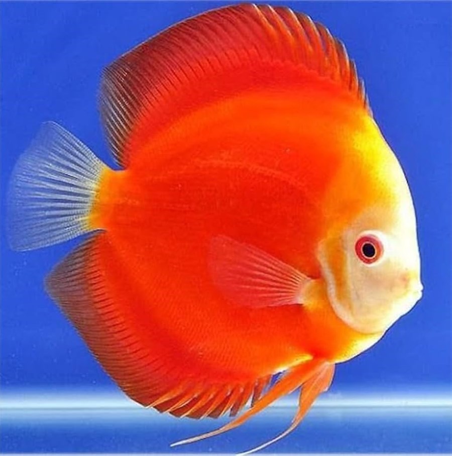 Discus Super Red Diamond 10 cm - Le vivant | Histoires d'Eaux