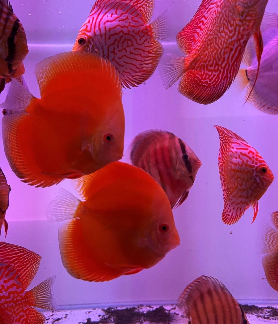 Discus Super Red Diamond 6-8 cm