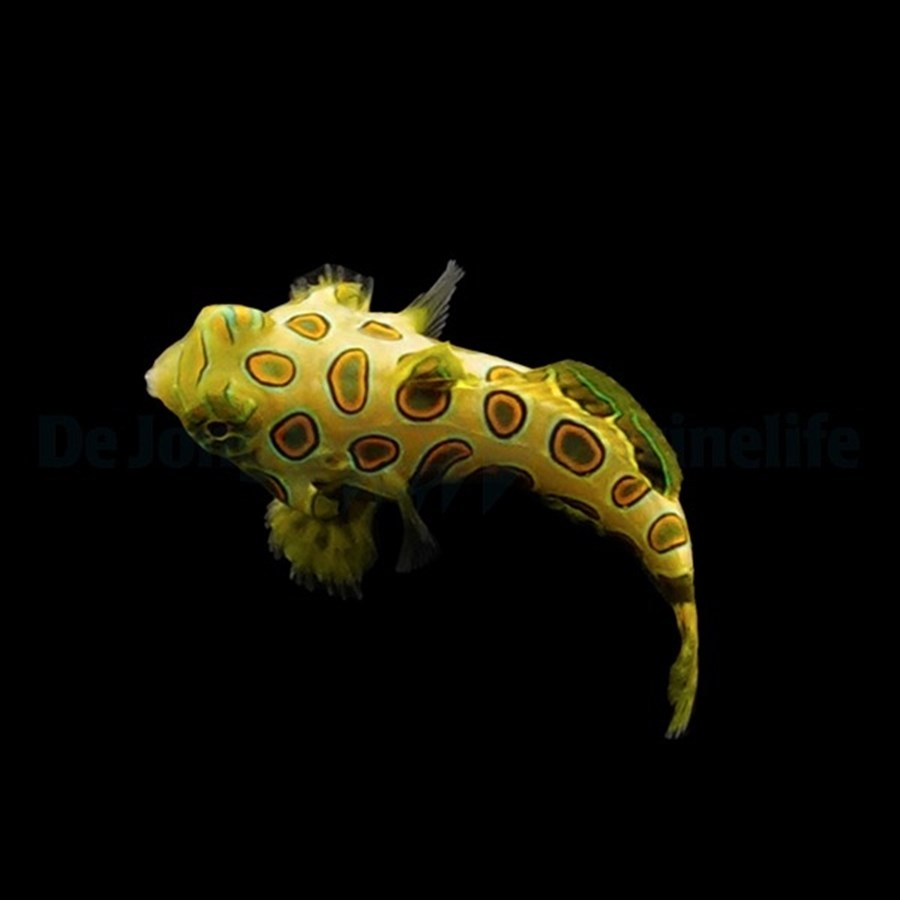 Pterosynchiropus picturatus - élevage