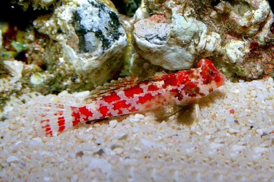 Synchiropus stellatus (small)