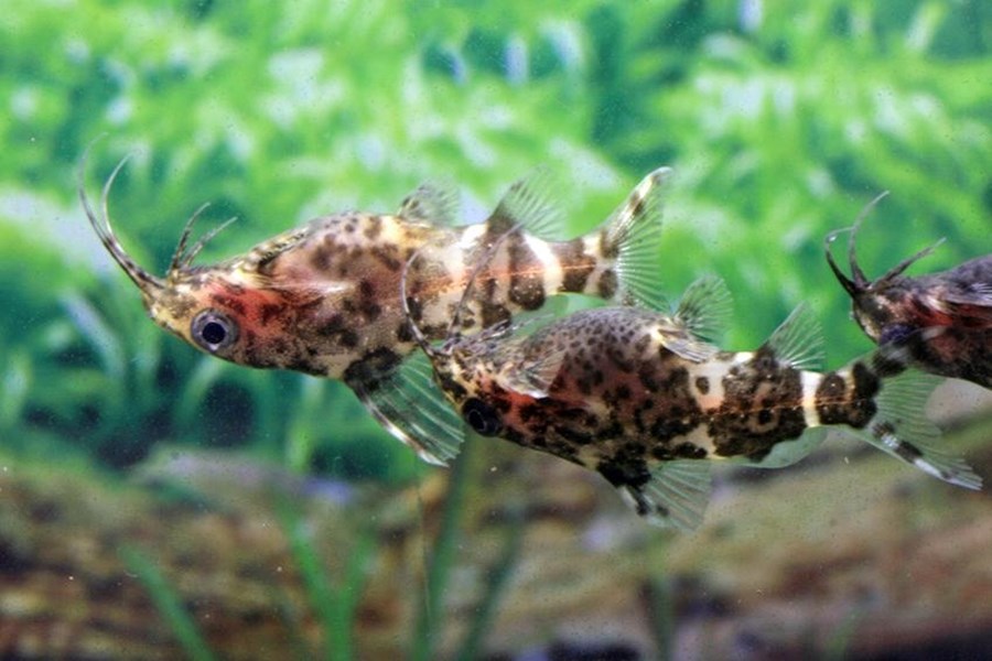 SYNODONTIS NIGRIVENTRIS M/L