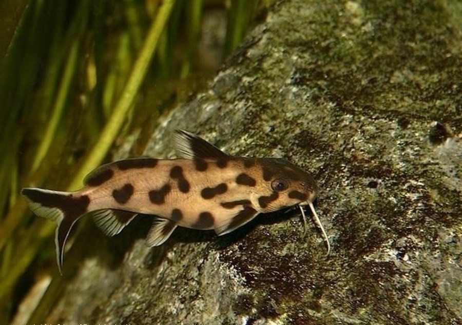 SYNODONTIS POLLY WHITE ZAIRE S/M