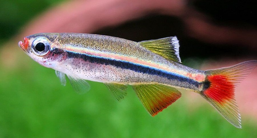 TANICHTHYS MICAGEMMAE M