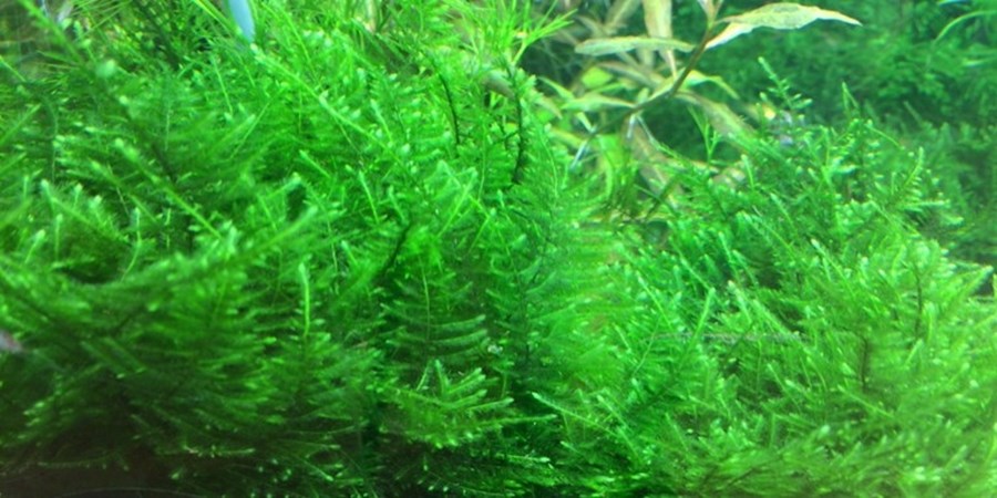 Taxiphyllum alternans "Taiwan moss" 1-2-Grow!
