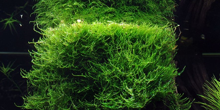 Taxiphyllum barbieri 'Bogor moss'  - In Vitro Tropica