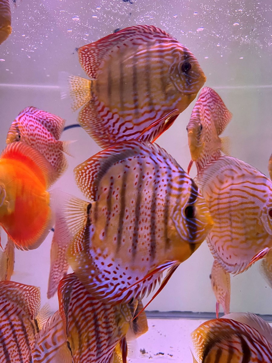 Discus Tefe (Green/Red Spotted) 12-14 cm