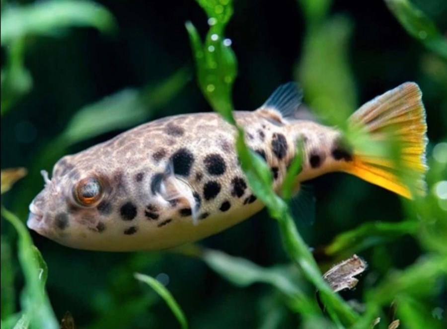 TETRAODON SCHOUTEDENI L 5-6cm