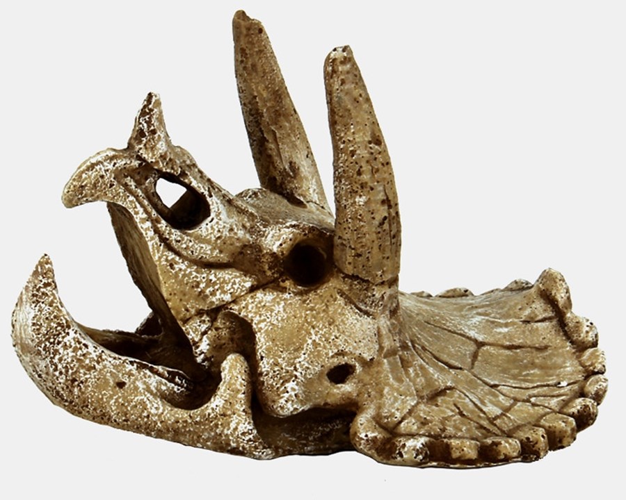 SF Deco Skull Triceratops M