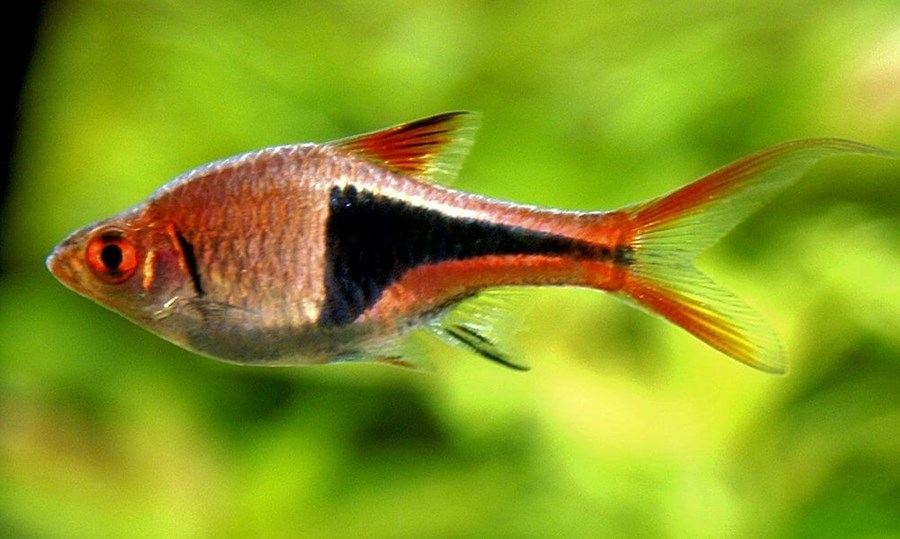 RASBORA HETEROMORPHA S/M