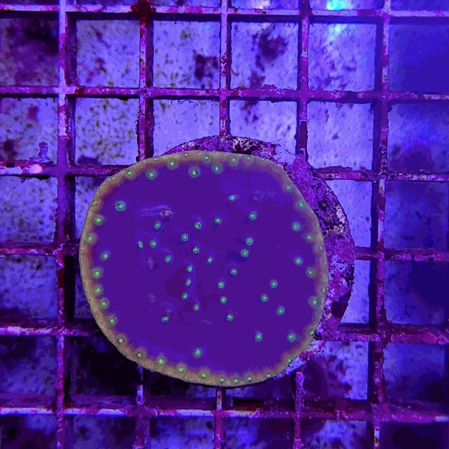 Turbinaria reniformis (frag)