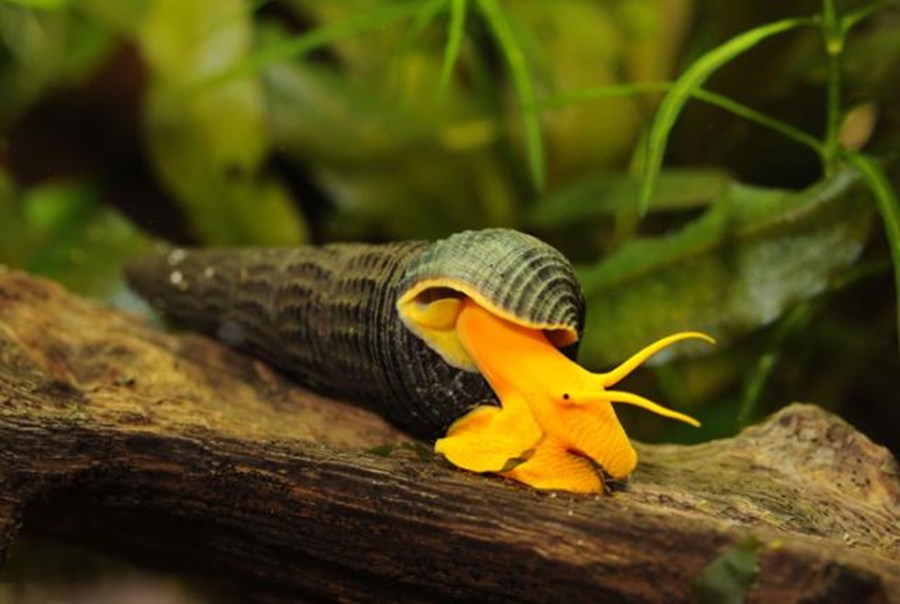 TYLOMELANIA SP. ORANGE POSO 3,5CM