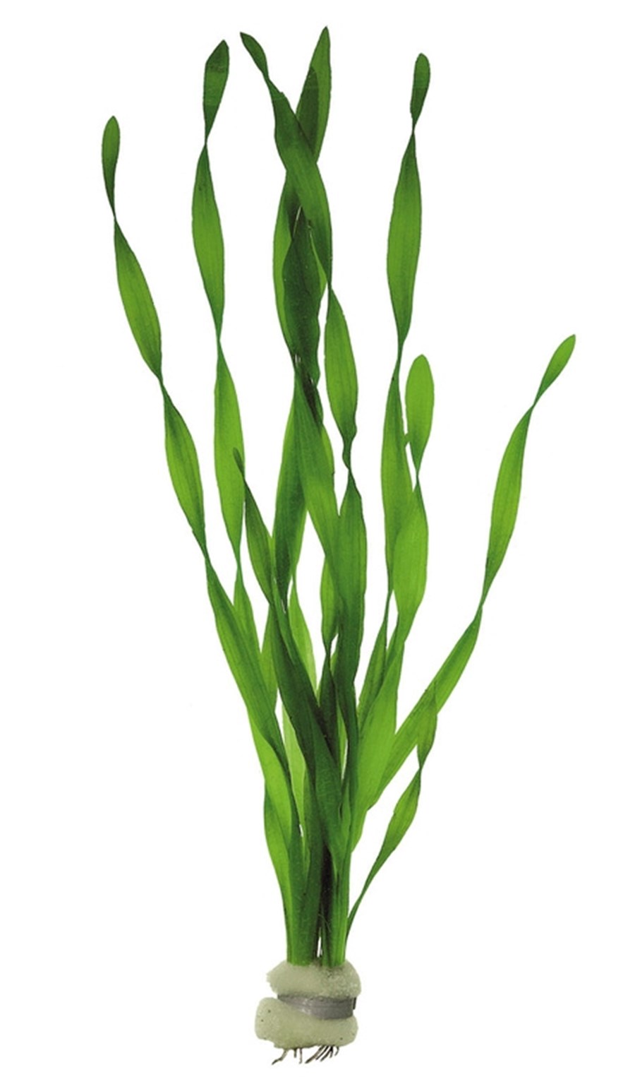 VALLISNERIA ASIATICA EN ECO BOUQUET