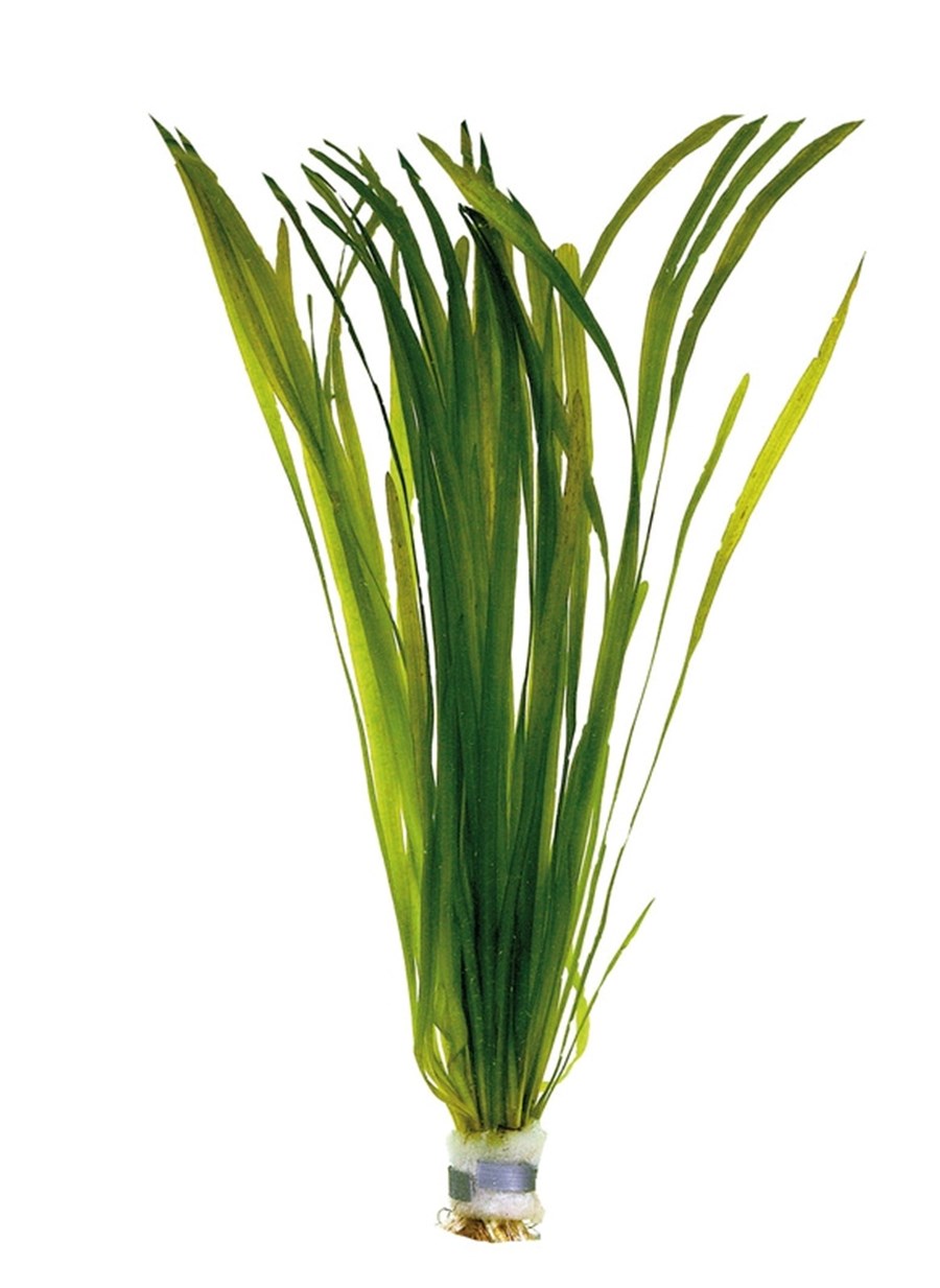 VALLISNERIA SPIRALIS EN ECO BOUQUET