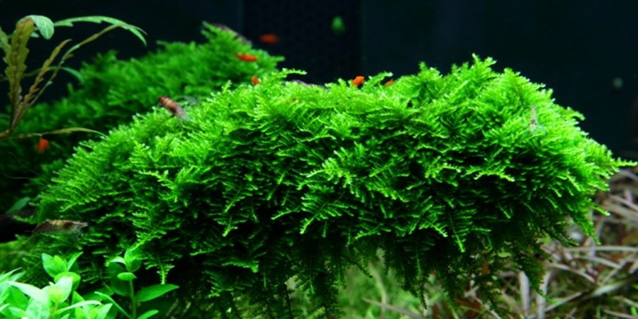 Vesicularia Montagnei "Christmas moss" - In Vitro Tropica