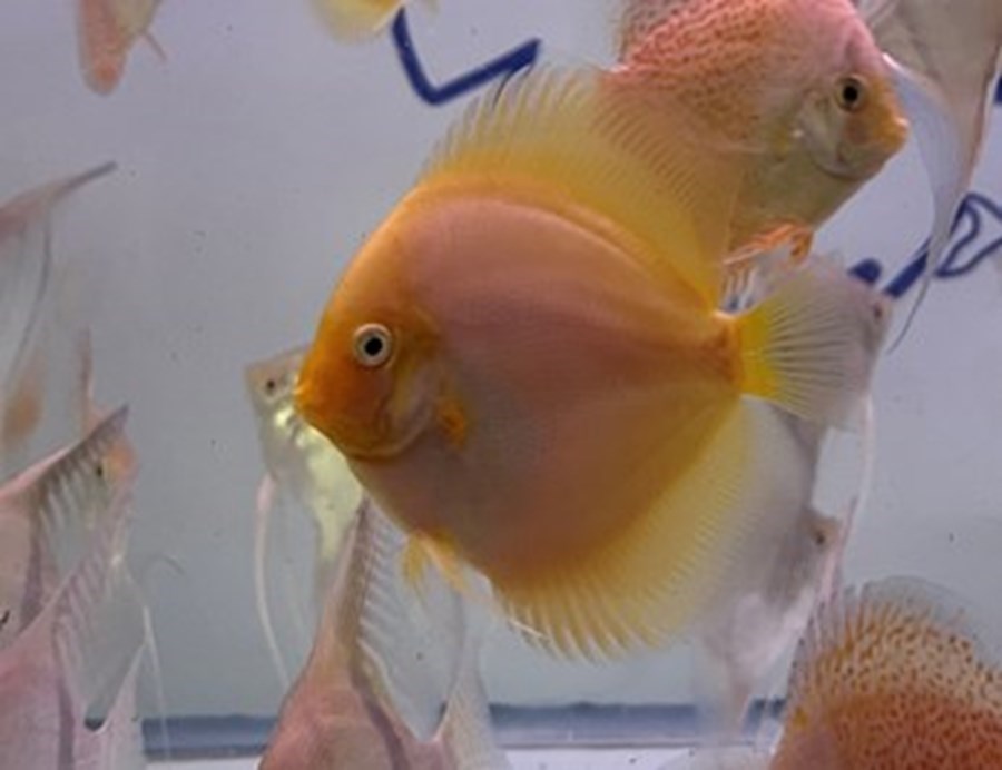 Discus White Butterfly 9-10cm