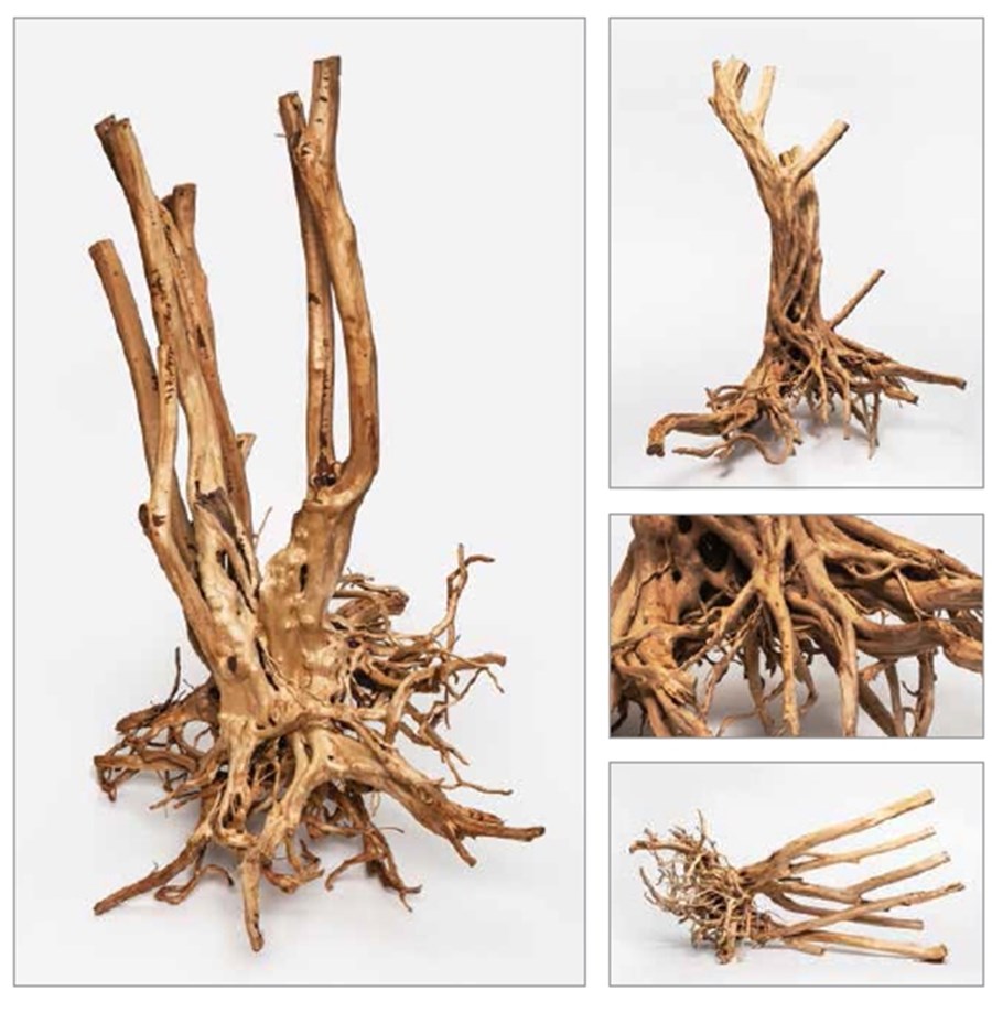 Wood Stump, 60-150 cm le kilo