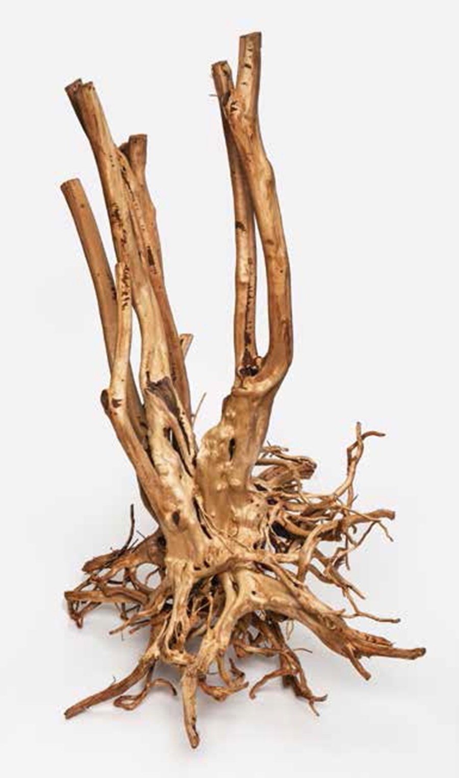 Wood Stump, 60-150 cm le kilo