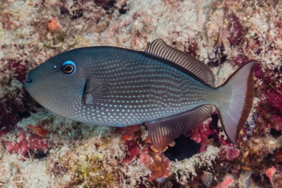 Xanthichthys auromarginatus (female) (small)